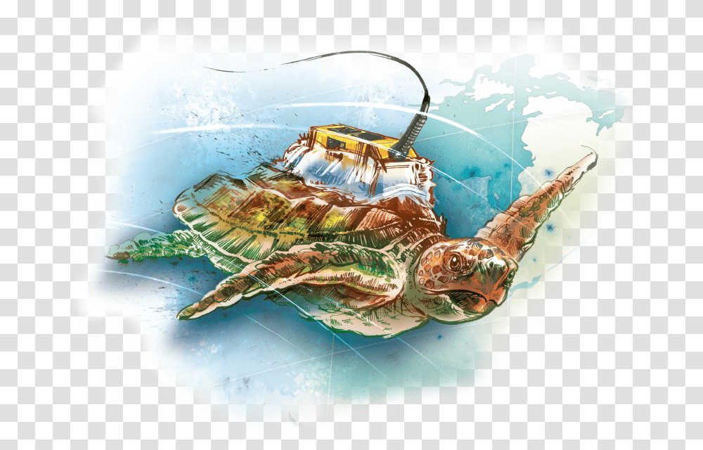 Illustration, Turtle, Reptile, Sea Life, Animal Transparent Png