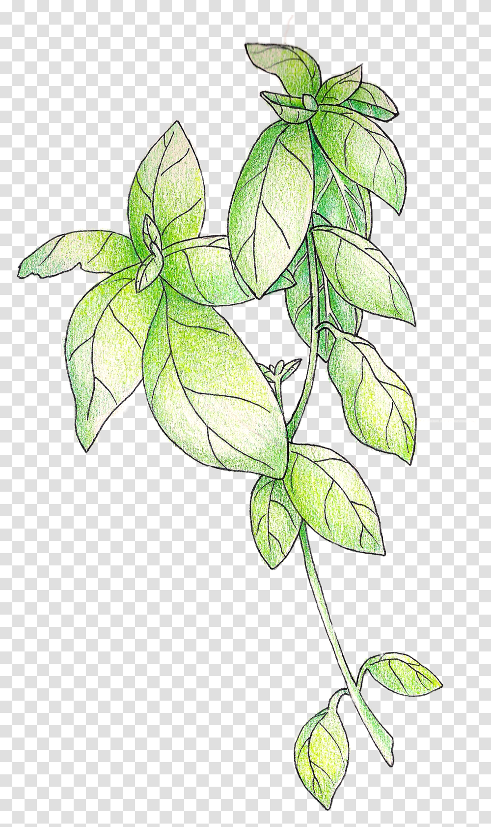 Illustration - Christi Difrank Line Art, Leaf, Plant, Tree, Annonaceae Transparent Png