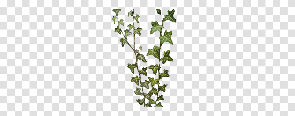 Illustration Vines Hanging Climbing Jungle Clip Art Ivy, Plant, Vegetation, Tree, Flower Transparent Png