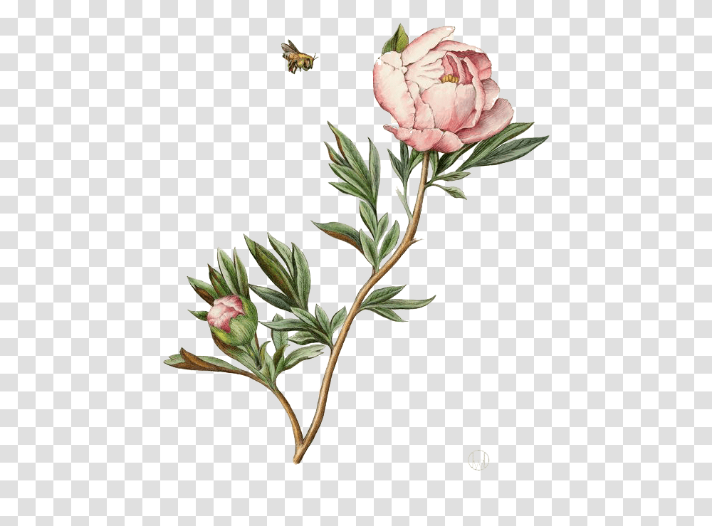 Illustration Watercolor Painting Peony Botanical Illustration Watercolor, Plant, Flower, Blossom, Rose Transparent Png