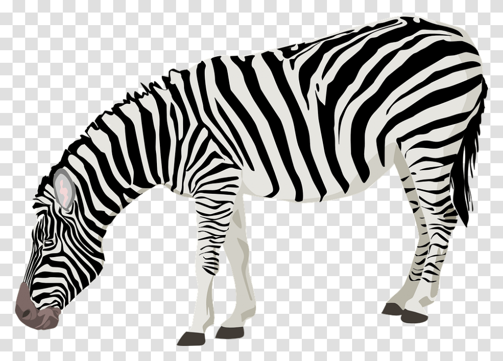 Illustrations Black And White Gallery Images, Zebra, Wildlife, Mammal, Animal Transparent Png