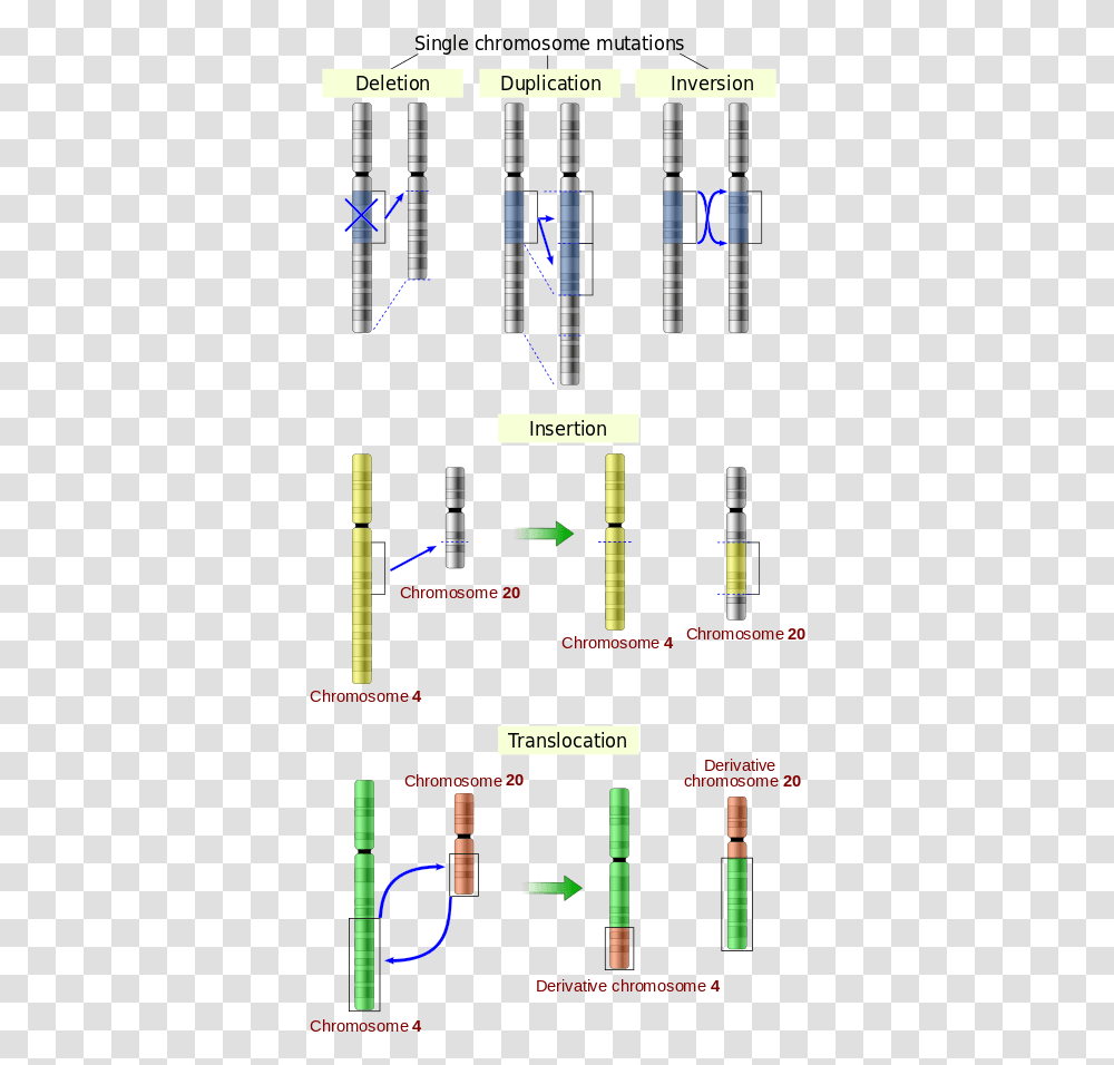 Illustrations Of Five Types Of Chromosomal Mutations Figure 12.3 Common Nucleotide Level Mutations, Plot, Diagram, Light Transparent Png