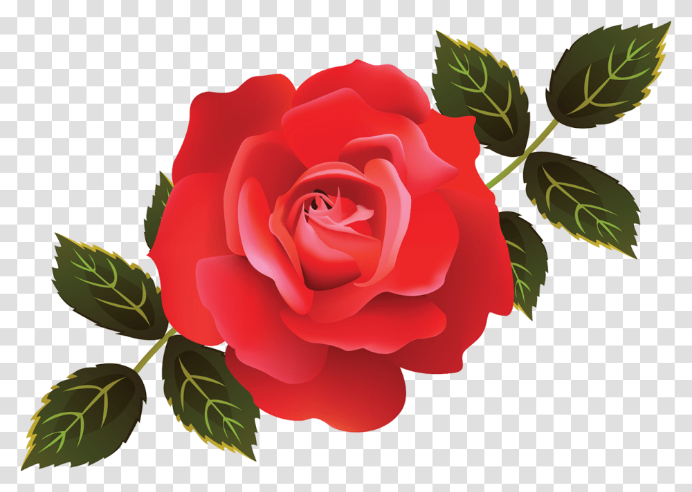 Illustrator Roses, Flower, Plant, Blossom, Petal Transparent Png