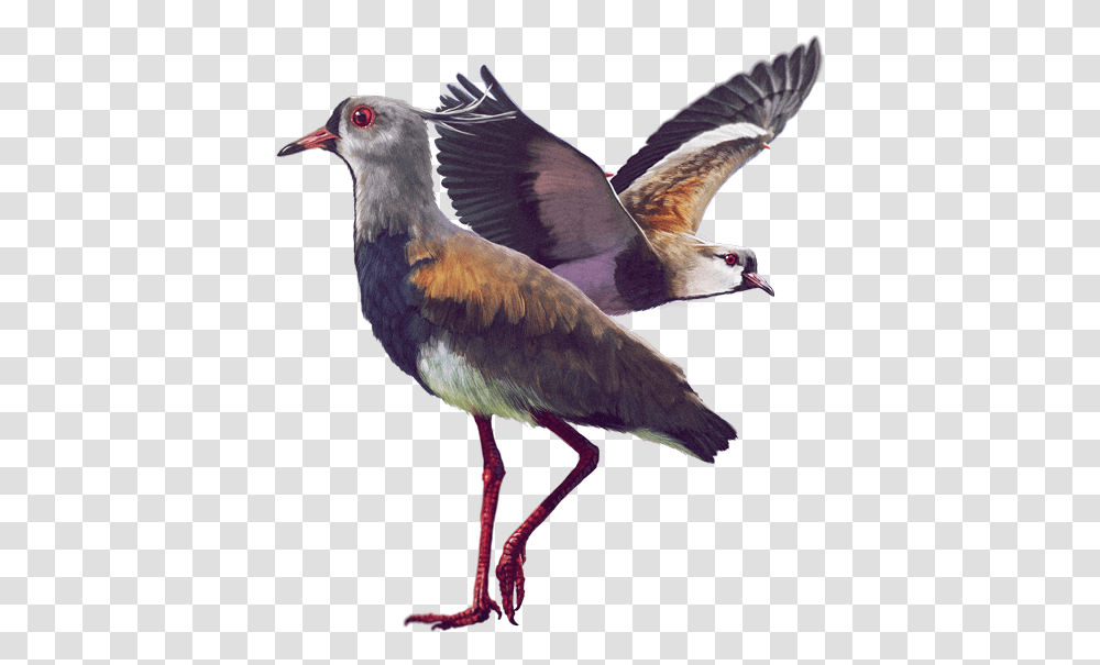 Ilustracin Aves De La Sabana De Bogota, Bird, Animal, Beak, Waterfowl Transparent Png