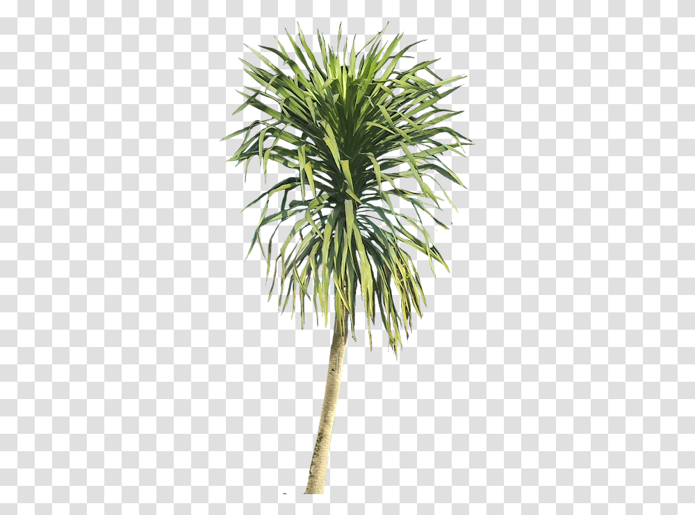Ilustracin Planta Arbustos Jardn Vertical Paisajismo Palm Trees, Vegetation, Nature, Outdoors, Woodland Transparent Png