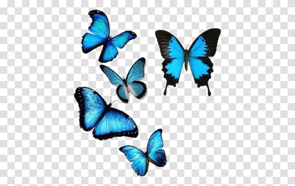 Image About Blue In Editing Needs By Amy Butterfly For Editing, Insect, Invertebrate, Animal, Pattern Transparent Png