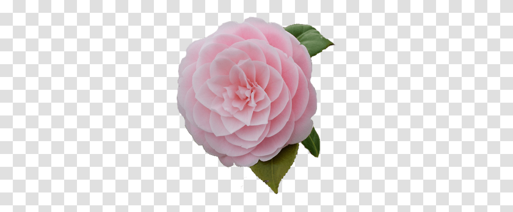 Image About Cute In Nature & Flowers By Sarah Camellia Flowers Pink, Rose, Plant, Blossom, Dahlia Transparent Png