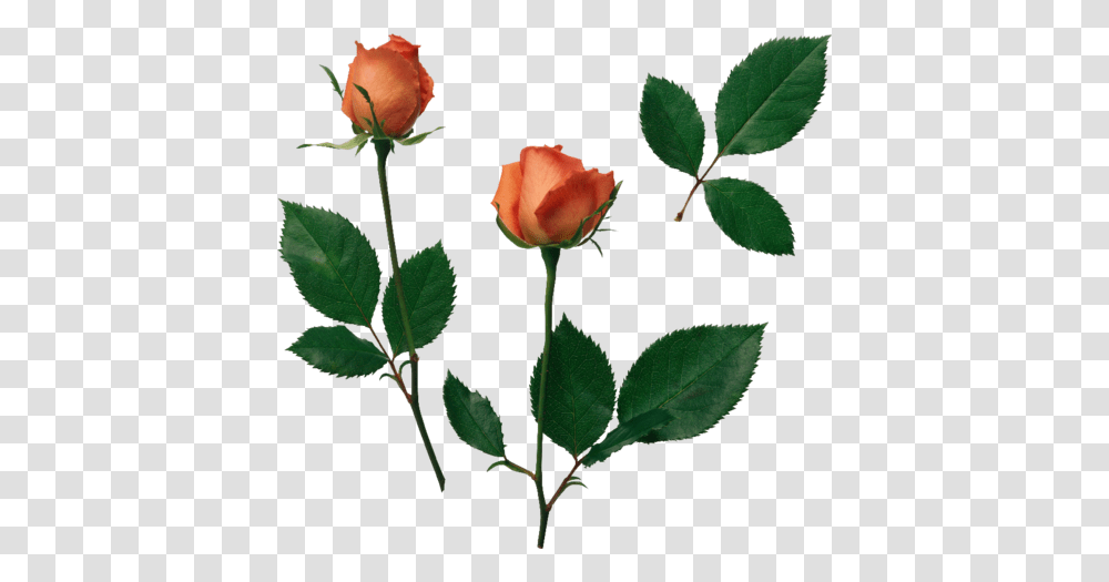 Image About Flower In Overlays, Rose, Plant, Blossom, Petal Transparent Png