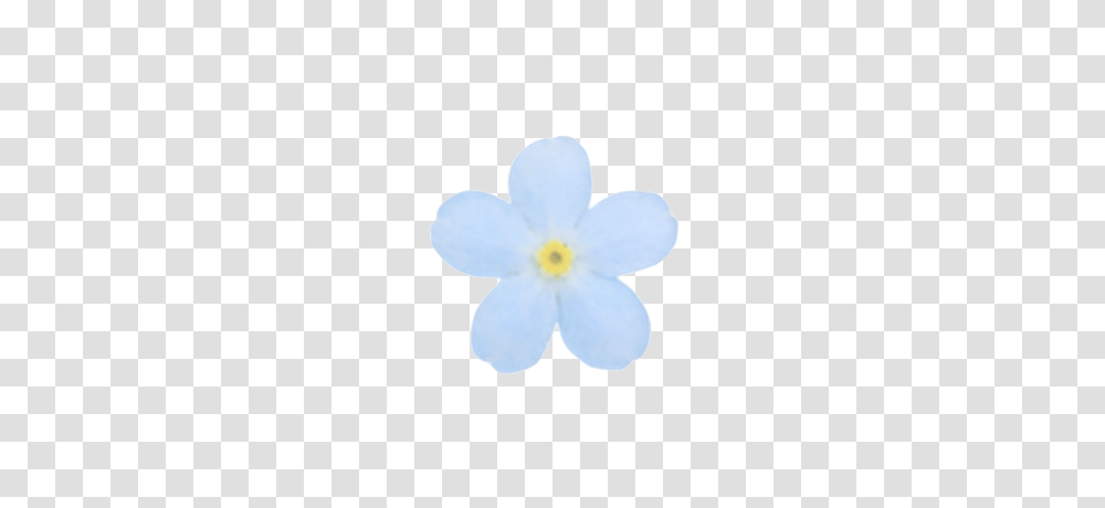 Image About Flowers In, Anemone, Plant, Anther, Petal Transparent Png