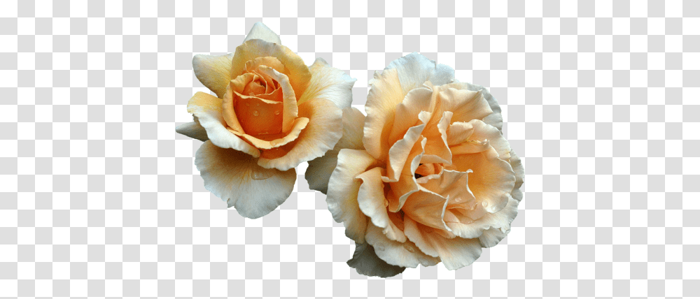 Image About Flowers In By Layla12345 Aesthetic Orange Flower, Plant, Rose, Blossom, Carnation Transparent Png