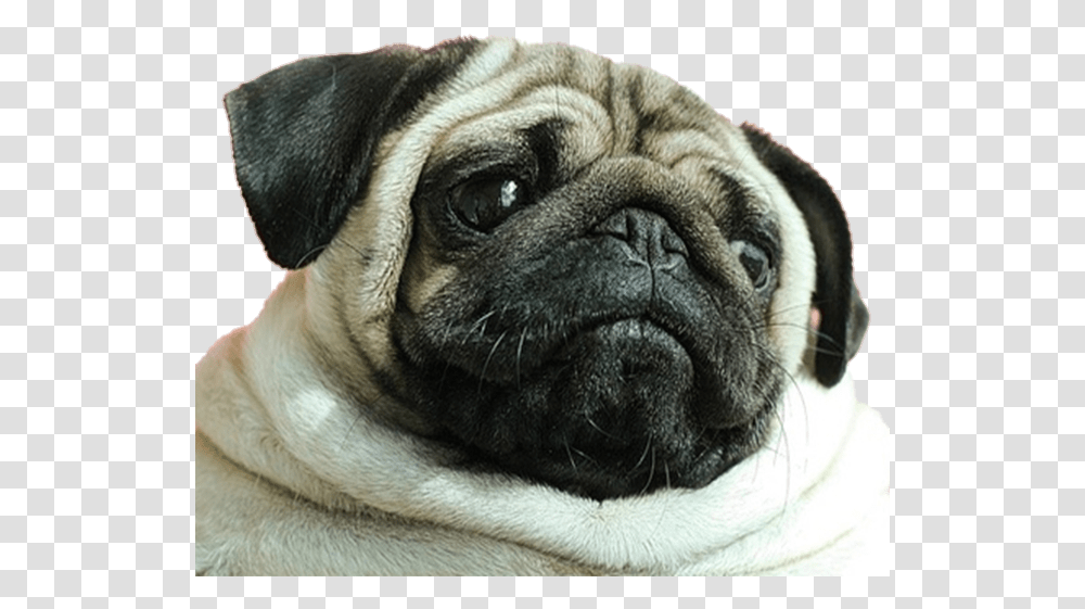Image About Pink In Geezy Emoji Overlays By Discord Dog Emoji, Pug, Pet, Canine, Animal Transparent Png