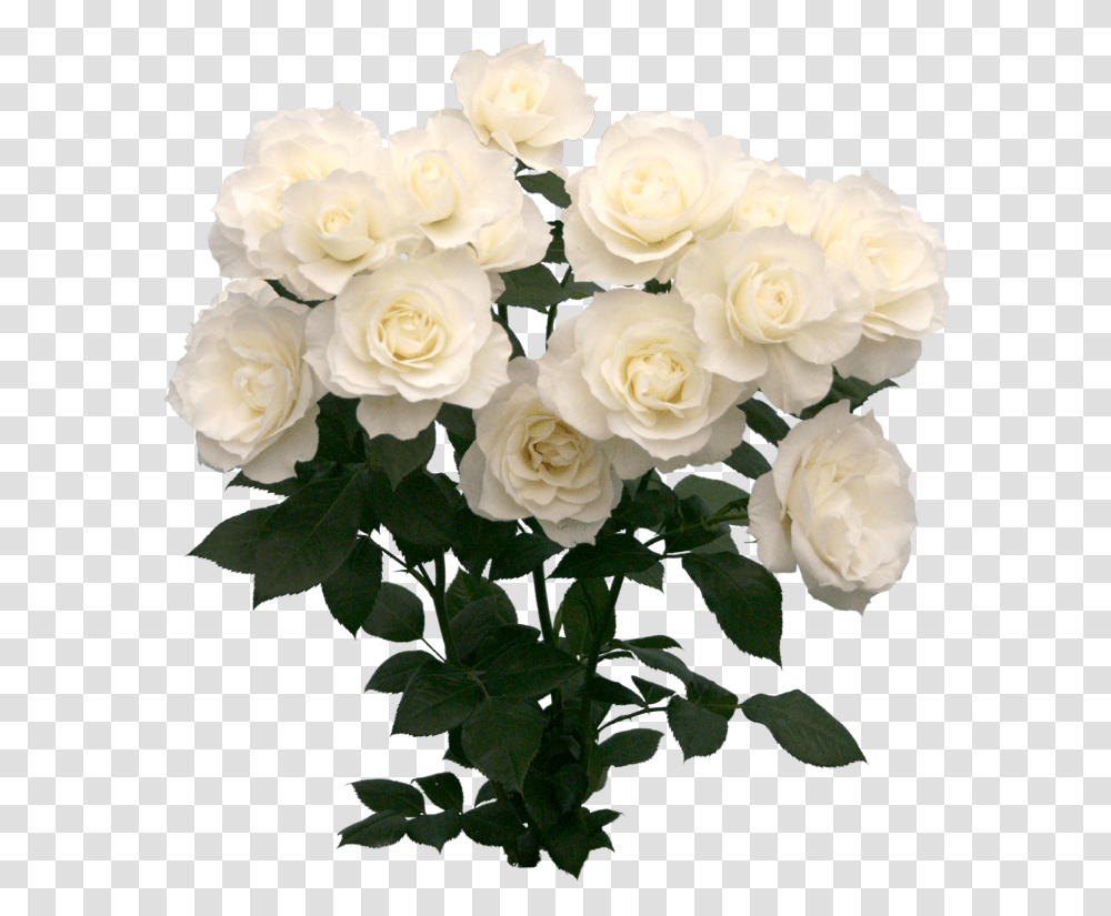 Image About Pretty In Overlays By Justine White Roses Bouquet, Plant, Flower, Blossom, Flower Bouquet Transparent Png