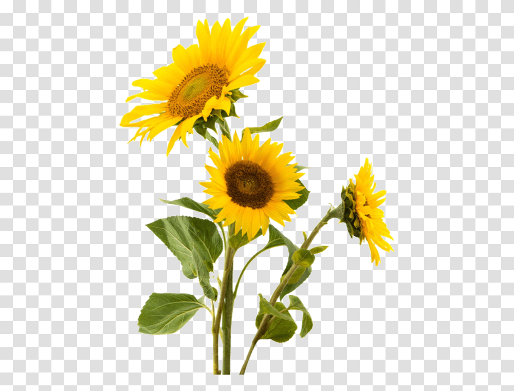 Image About Text In Theme And Edits By Lee Biersack Sunflowers, Plant, Blossom, Daisy, Daisies Transparent Png