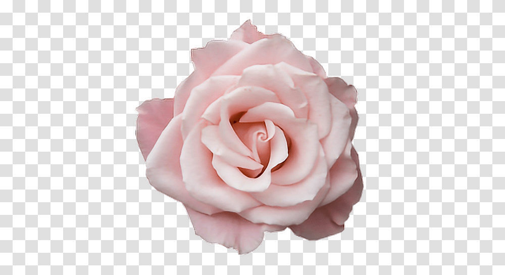 Image About Tumblr In By Miss Bloom Pink Rose, Flower, Plant, Blossom, Petal Transparent Png