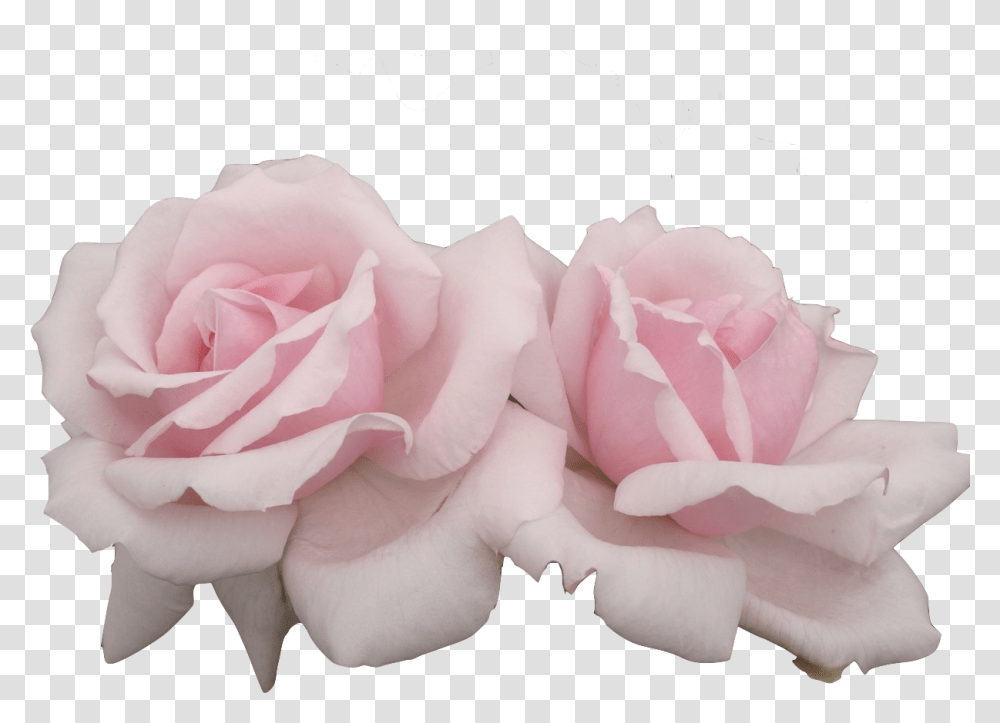 Image Aesthetic Flower, Rose, Plant, Blossom, Petal Transparent Png