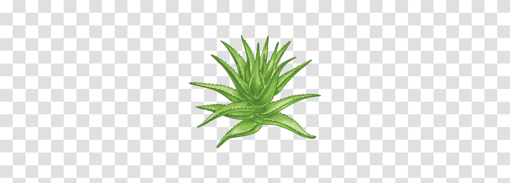 Image, Aloe, Plant, Painting Transparent Png