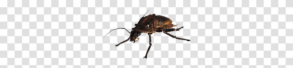 Image, Animal, Alien, Wasp, Invertebrate Transparent Png