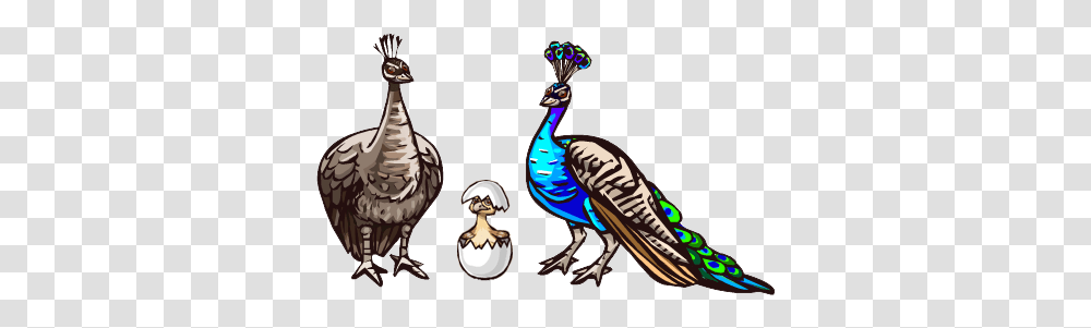Image, Animal, Bird, Peacock, Beak Transparent Png