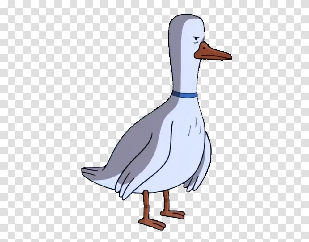 Image, Animal, Goose, Bird, Duck Transparent Png