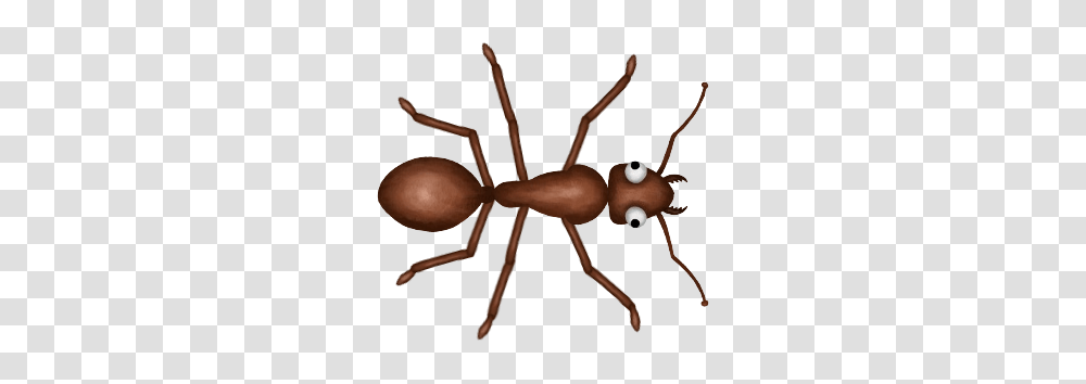 Image, Ant, Insect, Invertebrate, Animal Transparent Png