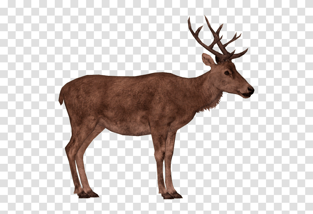 Image, Antelope, Wildlife, Mammal, Animal Transparent Png