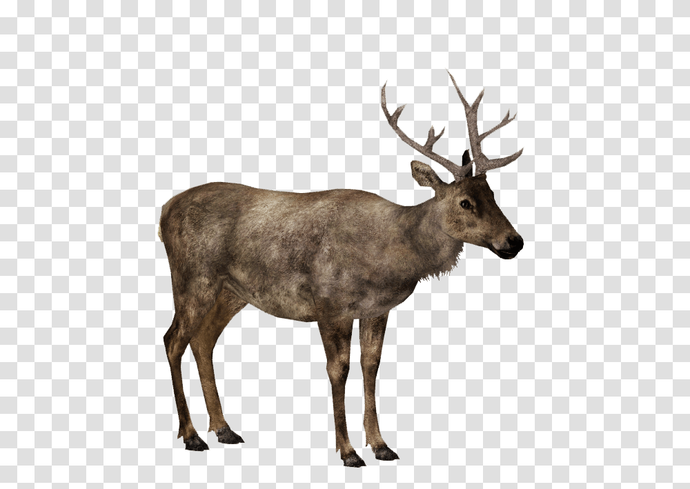 Image, Antelope, Wildlife, Mammal, Animal Transparent Png