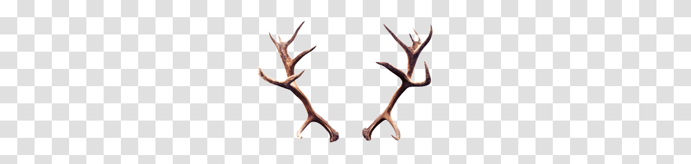 Image, Antler Transparent Png