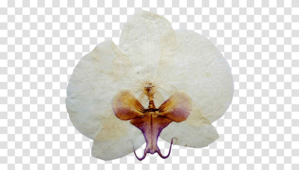 Image Artificial Flower, Plant, Blossom, Orchid, Spider Transparent Png