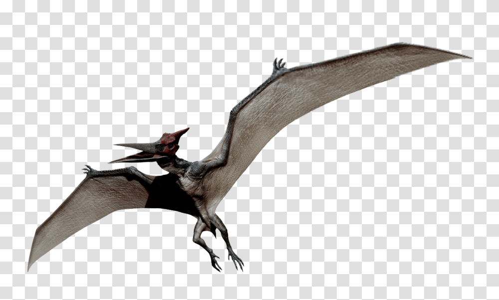 Image, Axe, Tool, Dragon, Bird Transparent Png