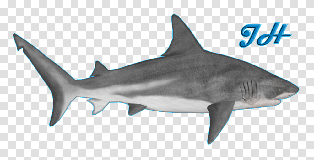 Image, Axe, Tool, Shark, Sea Life Transparent Png