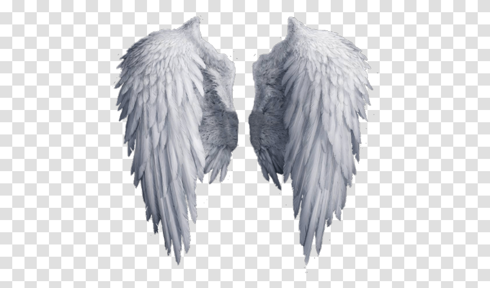Image Background Angel Wings Clipart, Bird, Animal, White, Texture Transparent Png