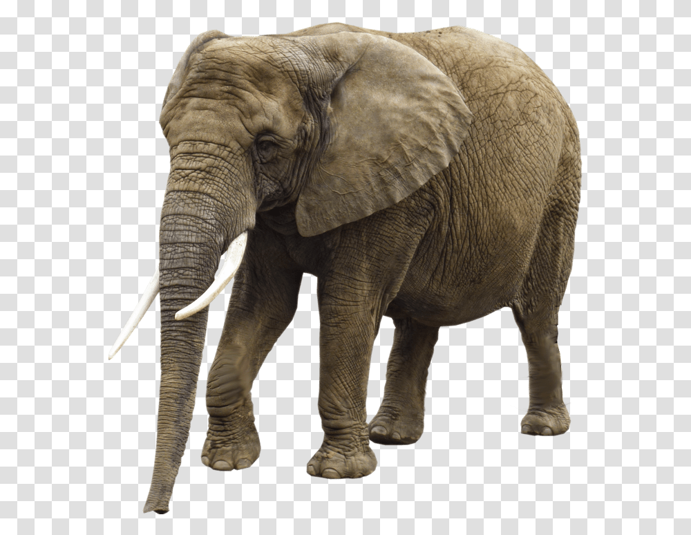 Image Background Elephant, Wildlife, Mammal, Animal, Ivory Transparent Png