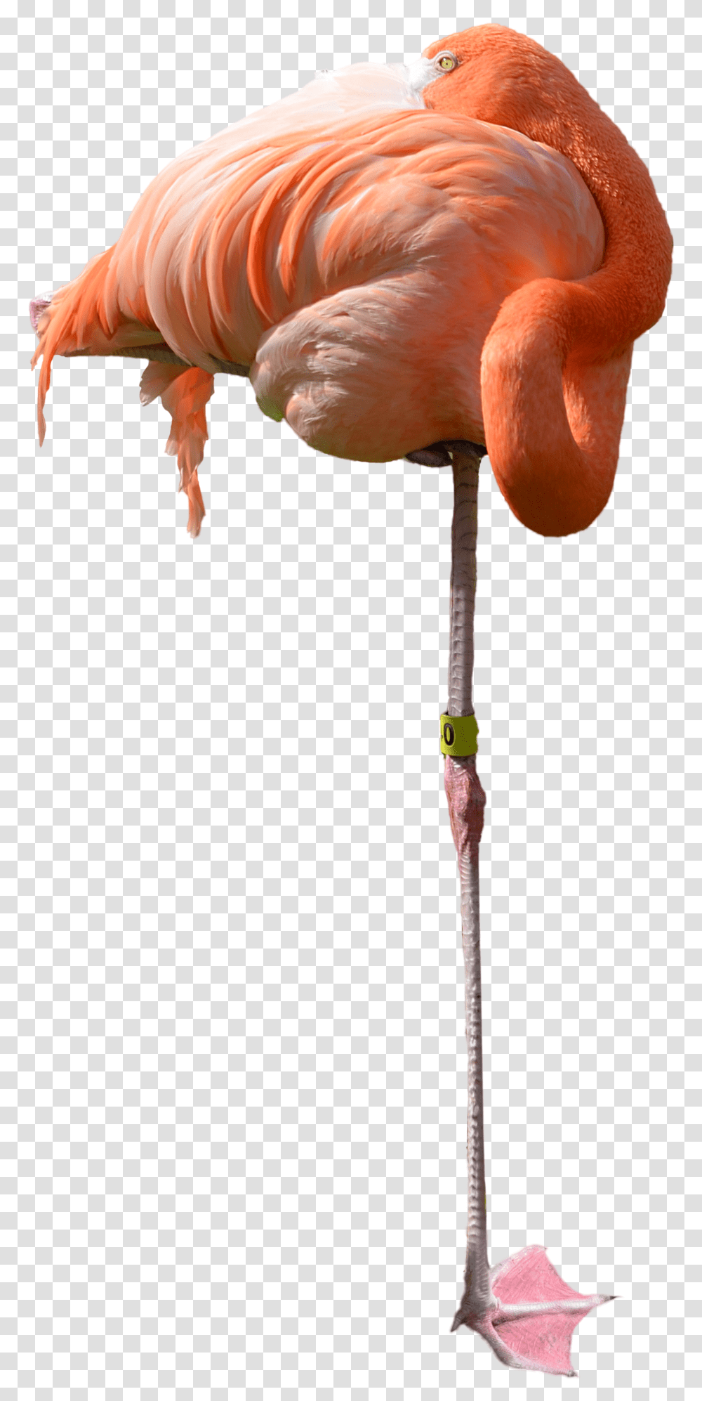 Image Background Flamingo Sleeping, Bird, Animal, Flower, Plant Transparent Png