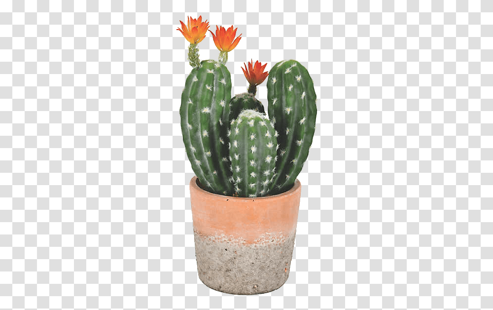 Image Beautiful Cactus In A Pot, Plant, Wedding Cake, Dessert, Food Transparent Png