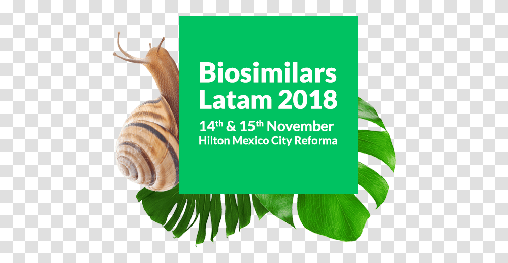 Image Biosimilars Latam 2018, Invertebrate, Animal, Snail, Sea Life Transparent Png