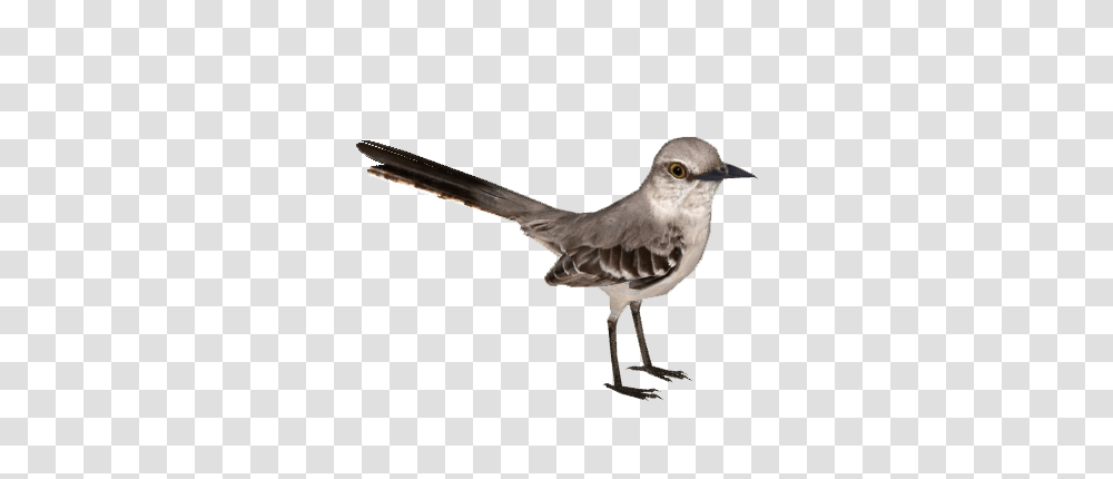 Image, Bird, Animal, Beak, Anthus Transparent Png