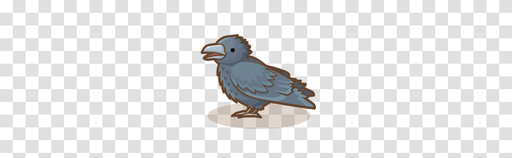 Image, Bird, Animal, Beak, Jay Transparent Png