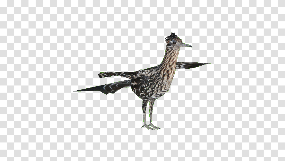 Image, Bird, Animal, Beak, Jay Transparent Png