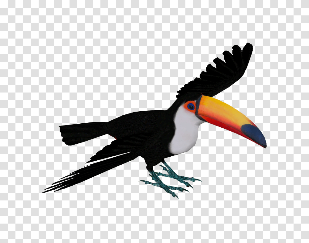 Image, Bird, Animal, Beak, Toucan Transparent Png