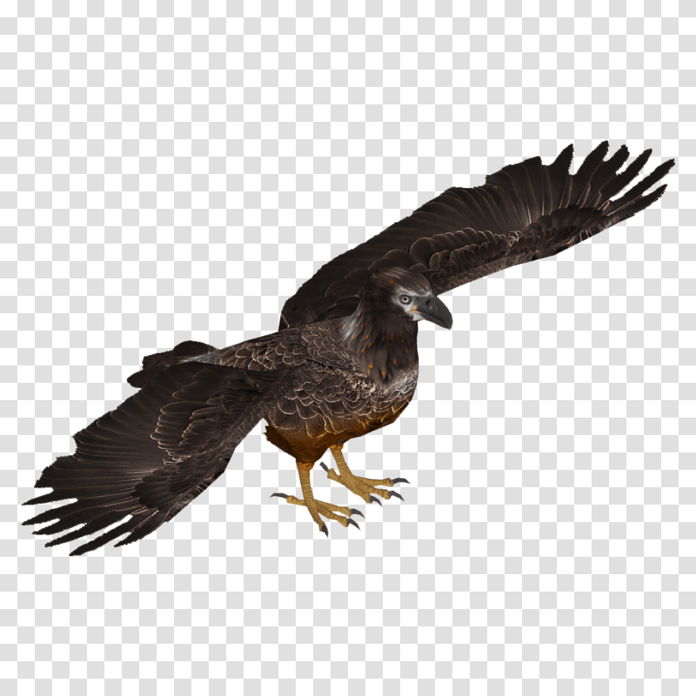 Image, Bird, Animal, Buzzard, Hawk Transparent Png