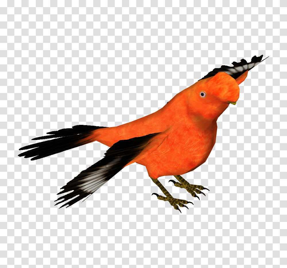 Image, Bird, Animal, Cardinal, Canary Transparent Png