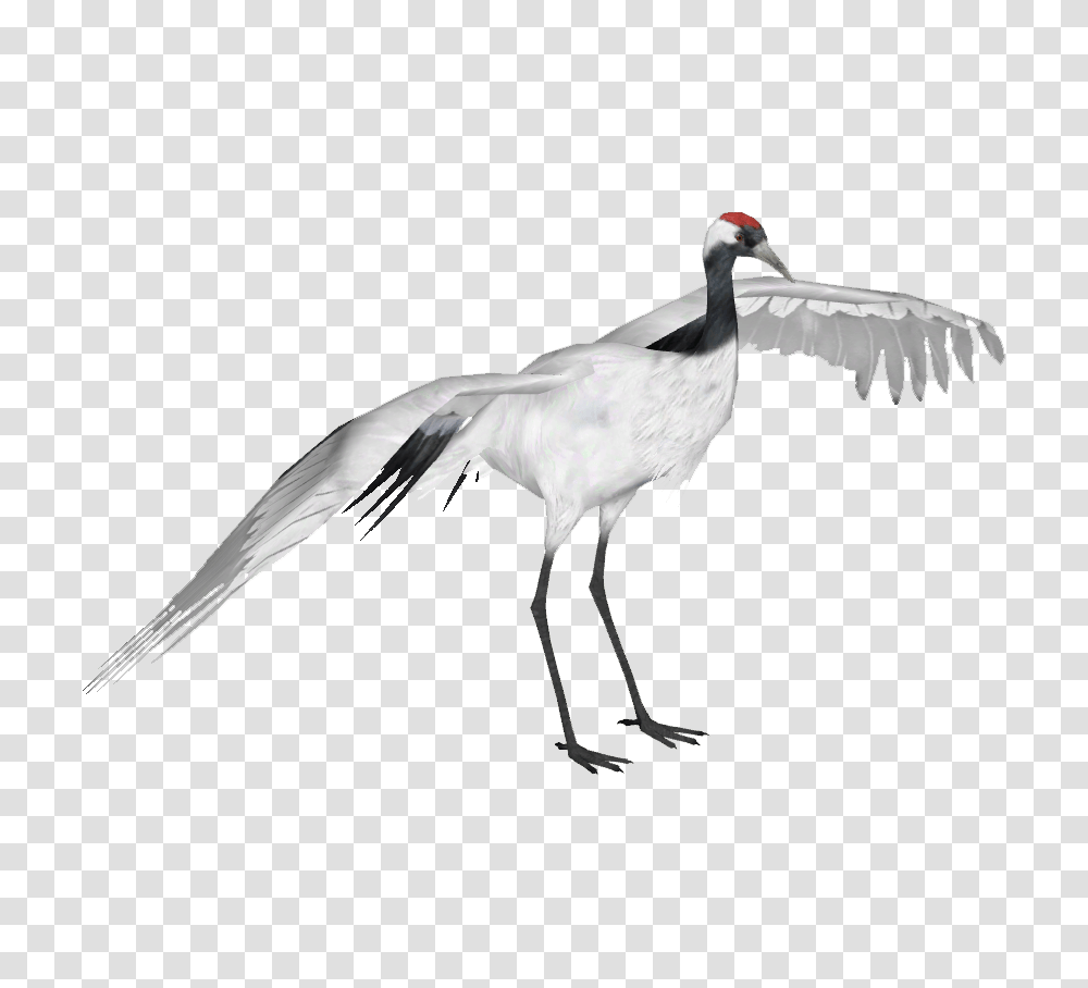 Image, Bird, Animal, Crane Bird, Waterfowl Transparent Png