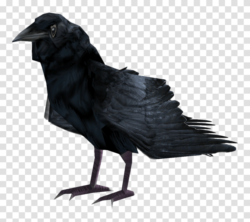 Image, Bird, Animal, Crow, Blackbird Transparent Png