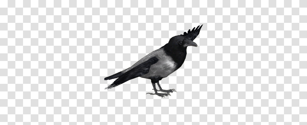 Image, Bird, Animal, Crow, Blackbird Transparent Png