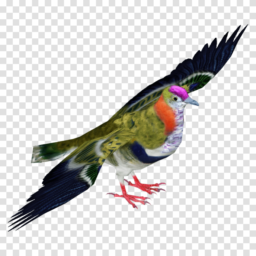 Image, Bird, Animal, Dove, Pigeon Transparent Png