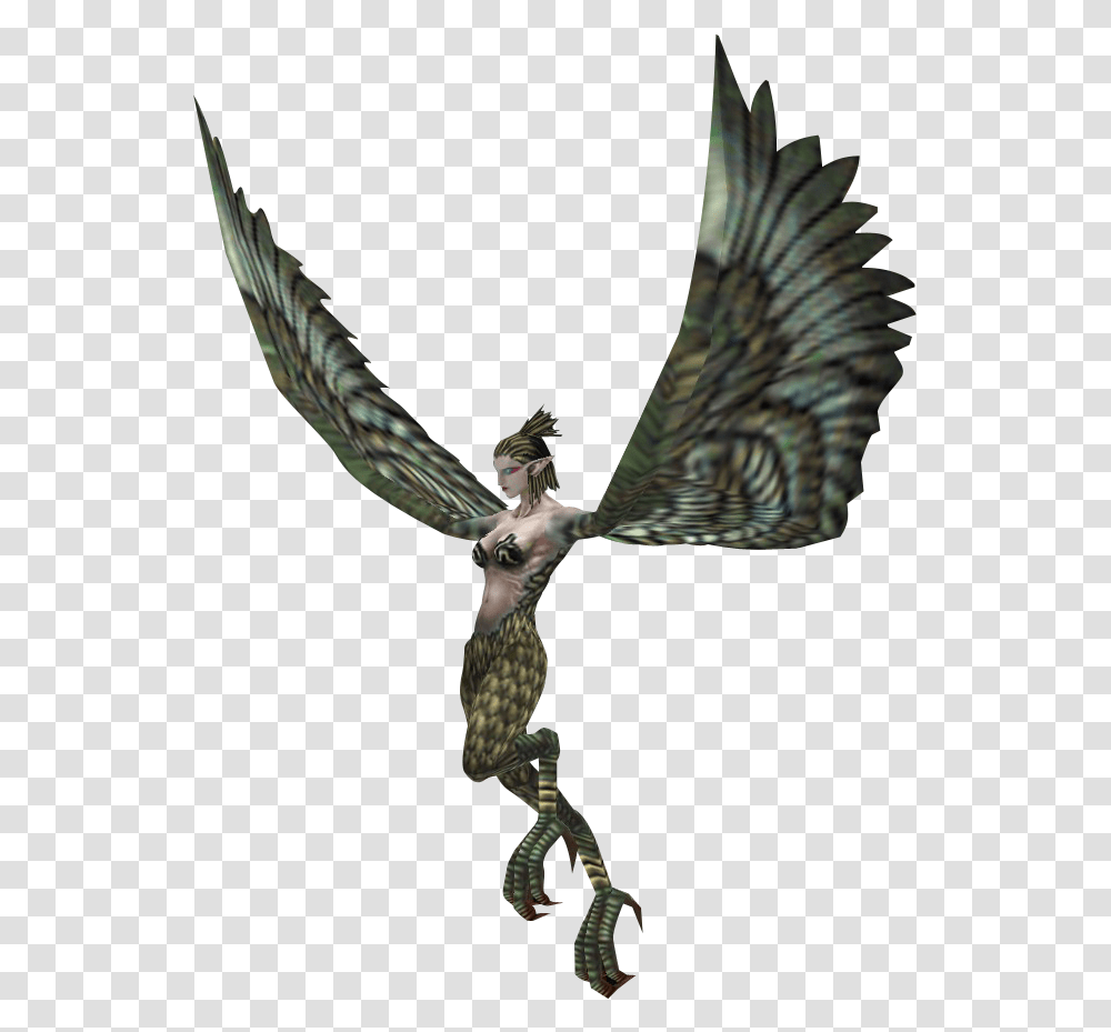 Image, Bird, Animal, Flying, Eagle Transparent Png