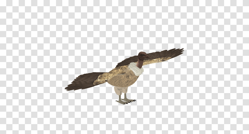 Image, Bird, Animal, Flying, Vulture Transparent Png