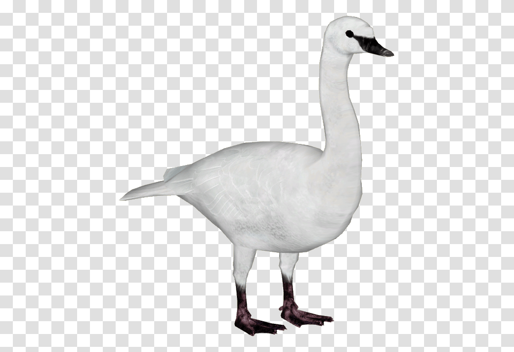 Image, Bird, Animal, Goose, Anseriformes Transparent Png