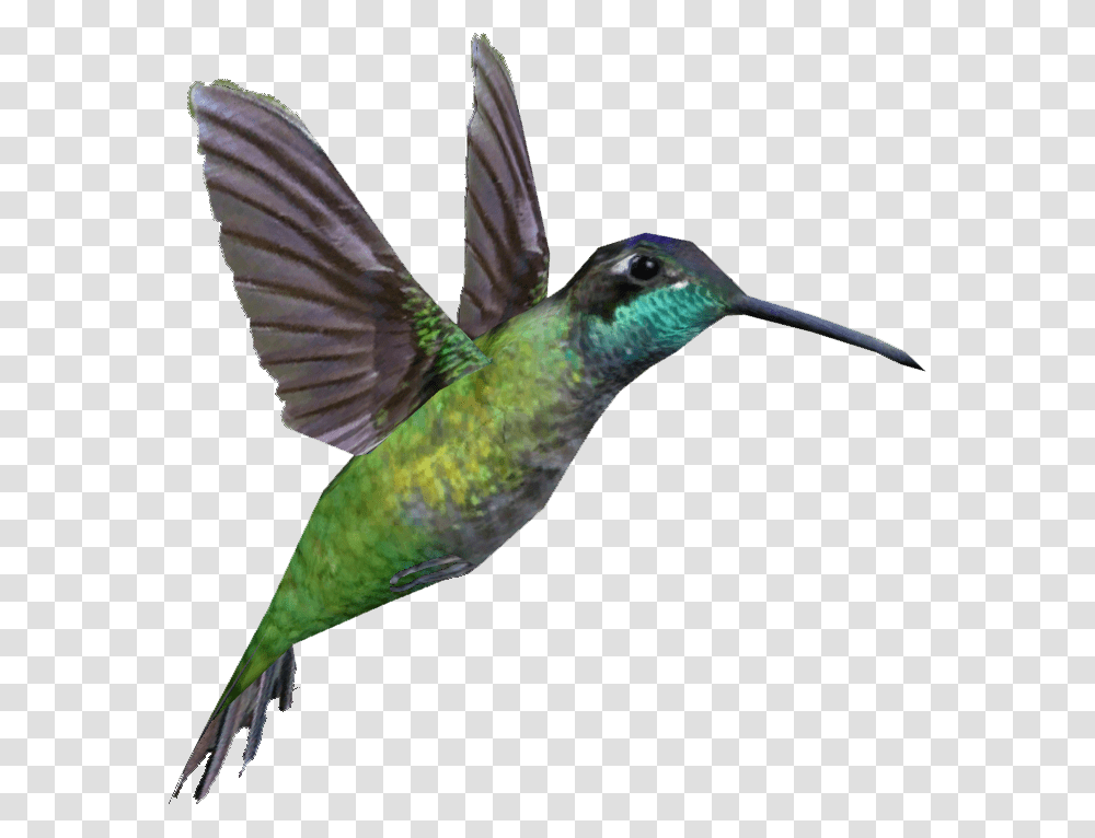 Image, Bird, Animal, Hummingbird, Bee Eater Transparent Png