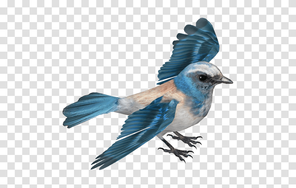 Image, Bird, Animal, Jay, Blue Jay Transparent Png